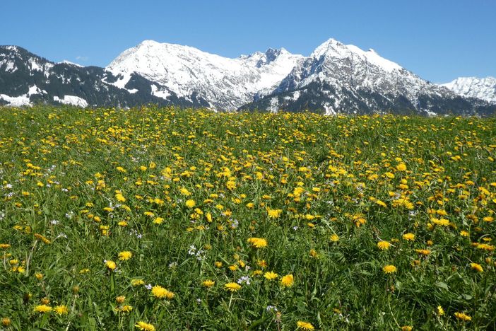 Frühling bei uns