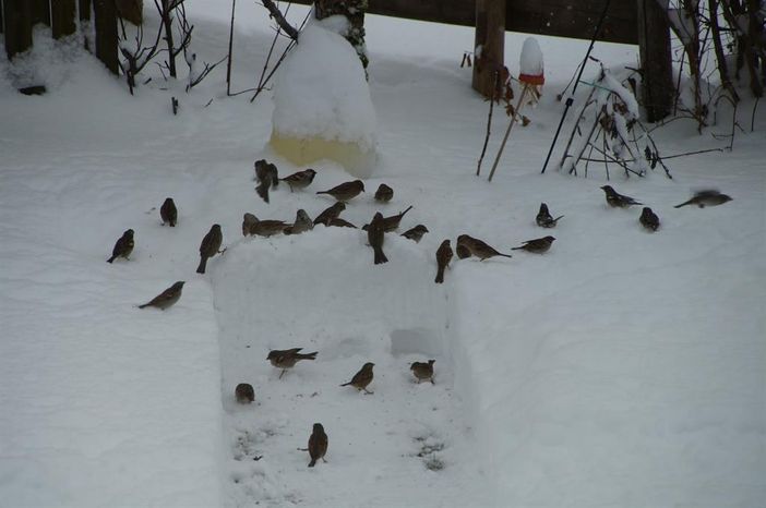 Vogelfütterung