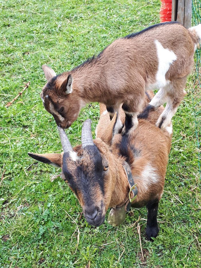 Ziegenmama mit klein Seppi