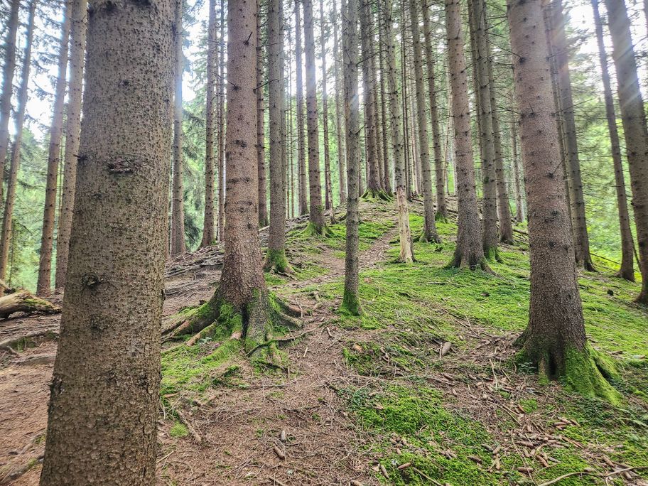 Weg durch den Wald zur Hündeleskopfhütte