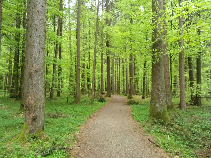 Waldspaziergang in den Hörnerdoerfern