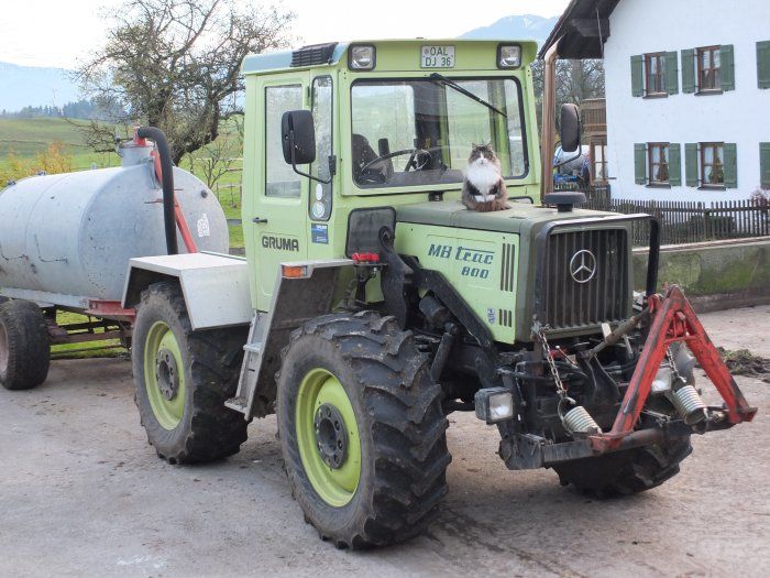 Unser MB Trac mit Kater Wuschel