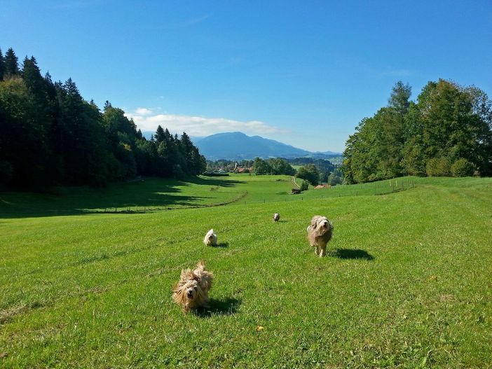viel Platz zum Toben