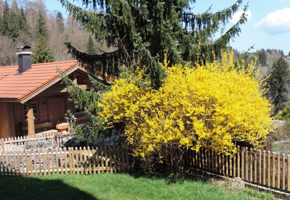 Frühling am Blockhaus
