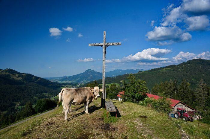 kuh-gipfelkreuz-alpe-mittelberg-1