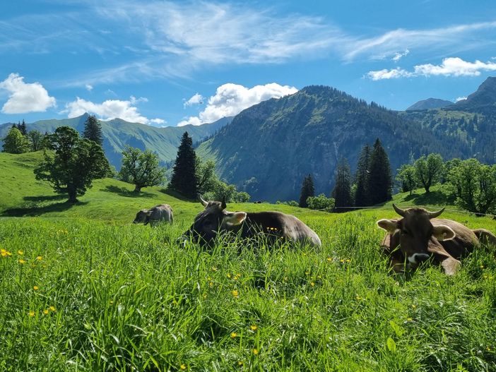 unsere Alpwirtschaft