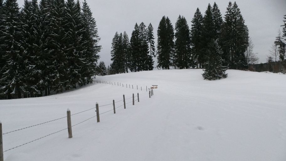 Der Weg Richtung Siedelalpe