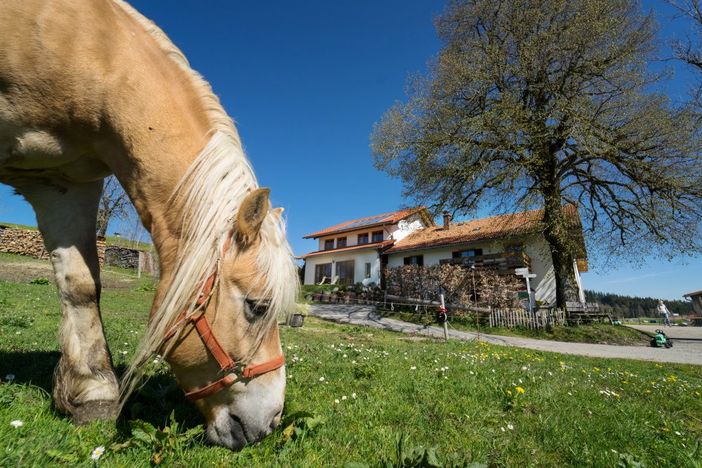 Wir lieben unsere Haflinger