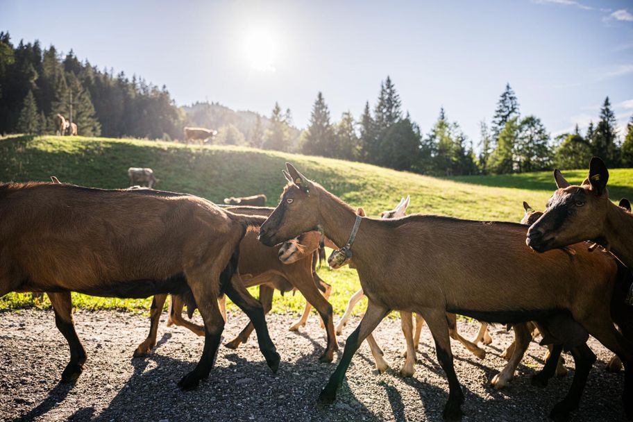 Ziegen auf der Lenzen Alpe