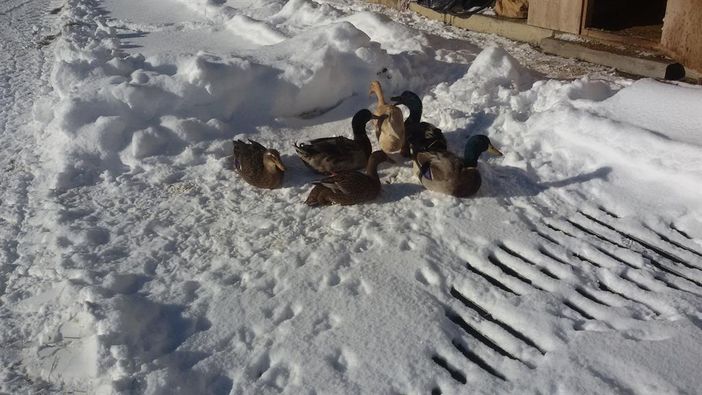 Unsere Enten im Schnee 2016