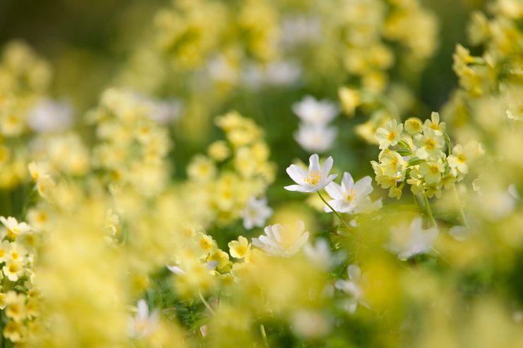 07042024-von-Fruehlingsboten-und-Baumgiganten-Harald-Farkaschovsky