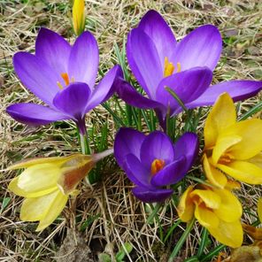 Krokusse