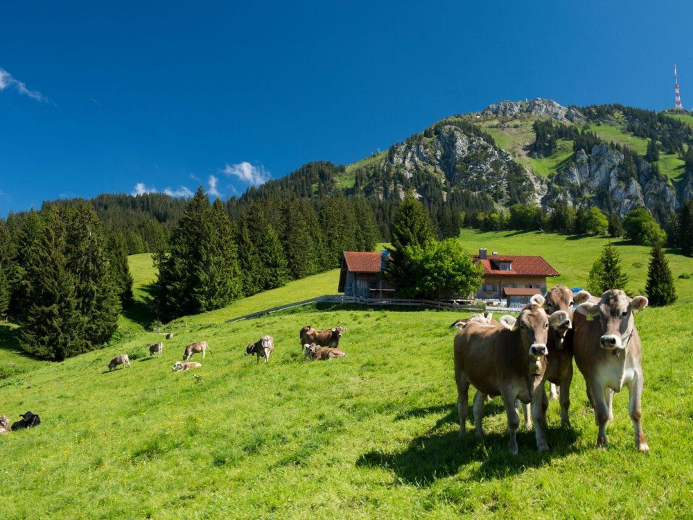 aufdemgrntenallgugmbhklaus-peterkappestccbysade3.0