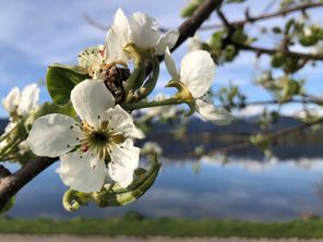 fruehling_hopfensee_HE
