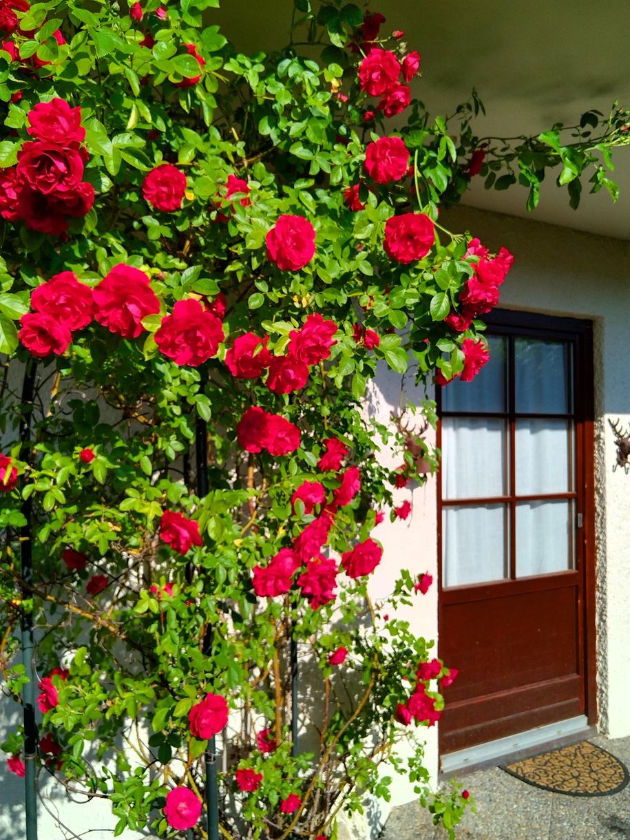 Terrassentüre mit Rosenbogen