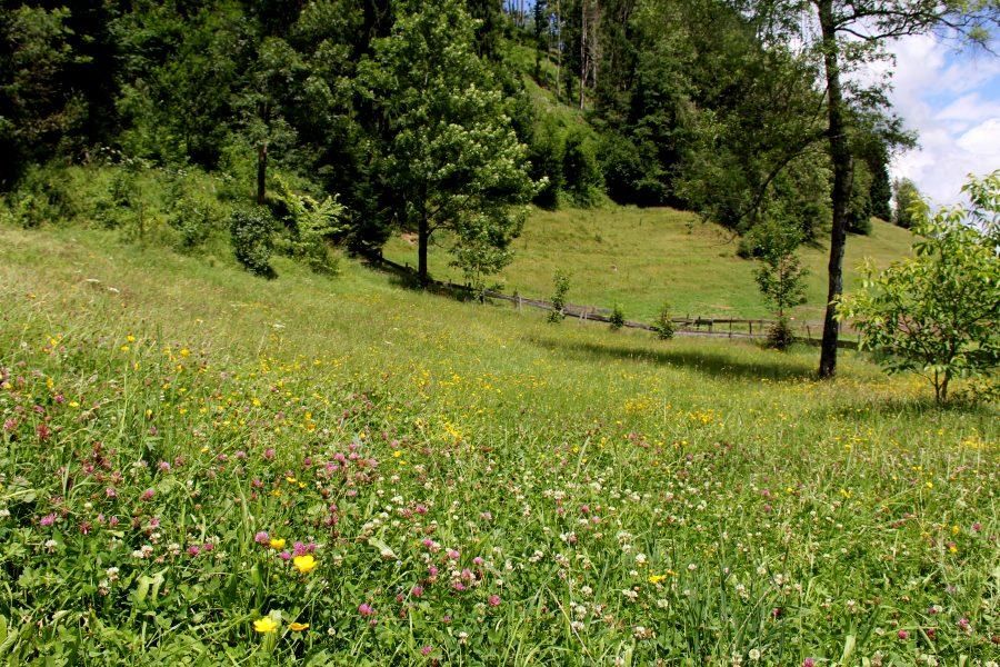 blumenwiese