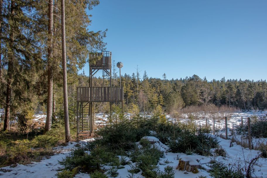 Begehbarer Aussichtsstand auf einer Waldlichtung.