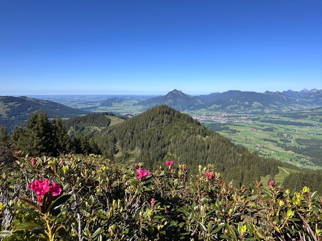 Alpenrosenblüte am Raangiswanger Horn mit Blick Richtung Grünten