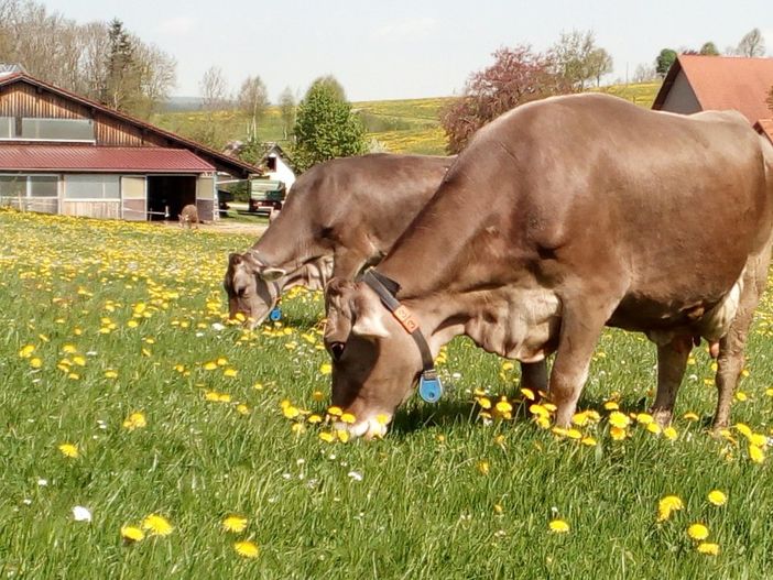 Weidehaltung ist uns wichtig