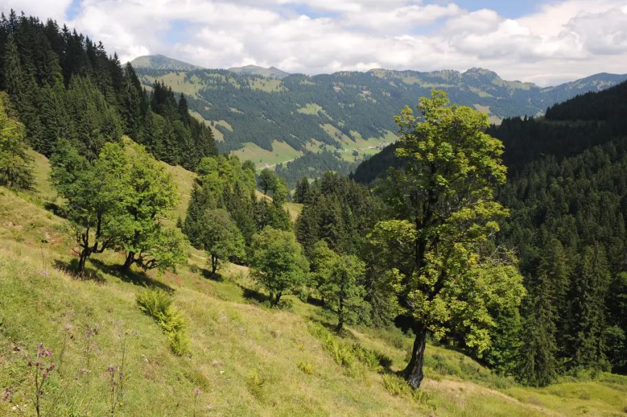 Alles fließt in Sibratsgfäll - Der Erdrutsch am Feuerstätterkopf