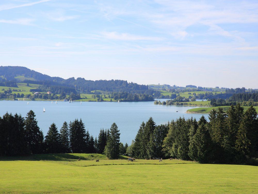zum Forggensee, ein Katzensprung
