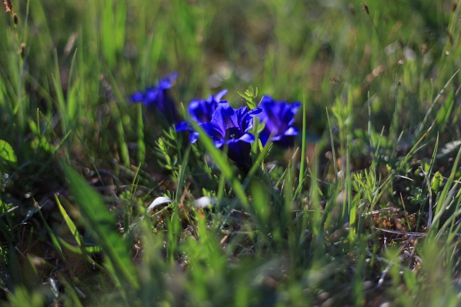 Enzian zwischen Attlesee und Kögelweiher