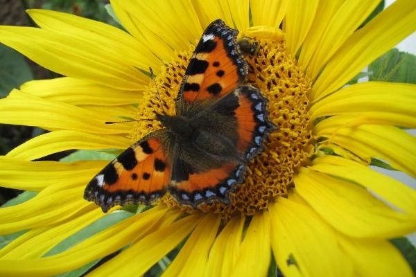 Rast in unserem Garten