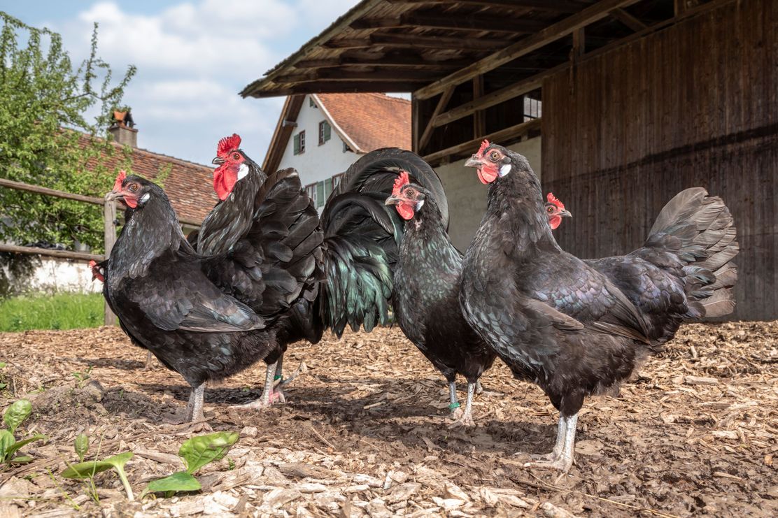 Henne_Ei_und_Mist_Fotografin_Tanja_Kutter