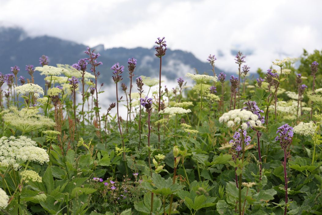 Blumenwiese