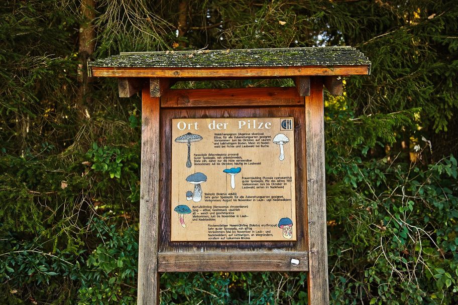 Ort der Pilze