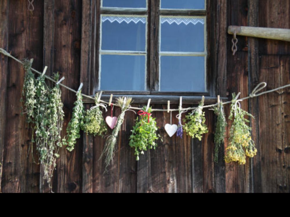 genieensiefrischekruterausdemgarten