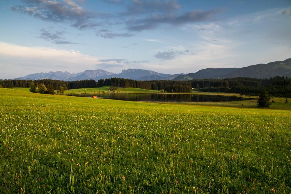 Attleesee in der Löwenzahnblüte