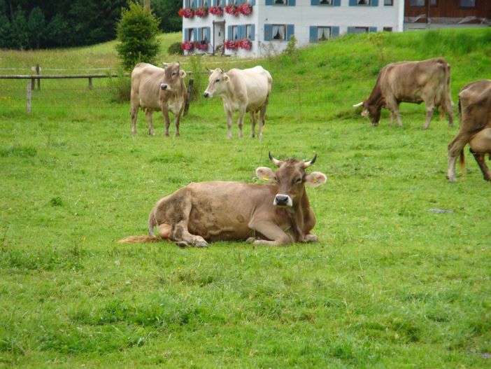 unsere Kühe auf der Weide
