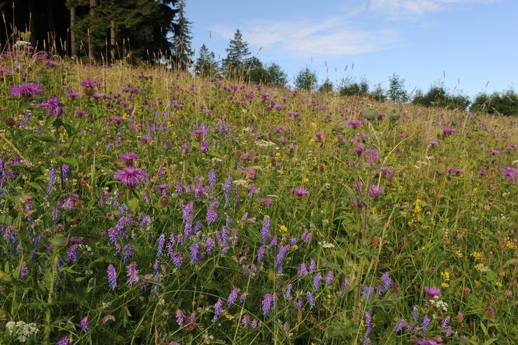 Blumenwiese