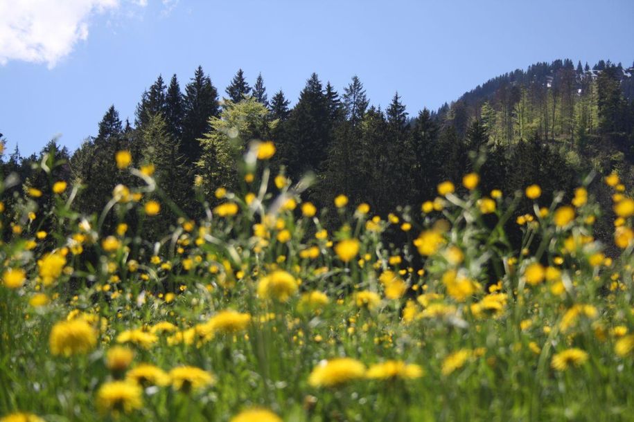 Blumenwiese