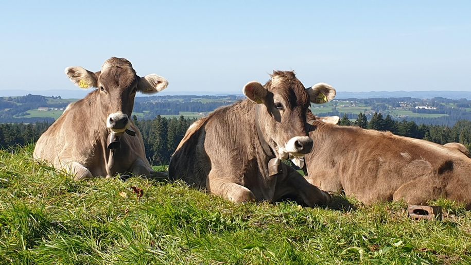Kuhle Runde