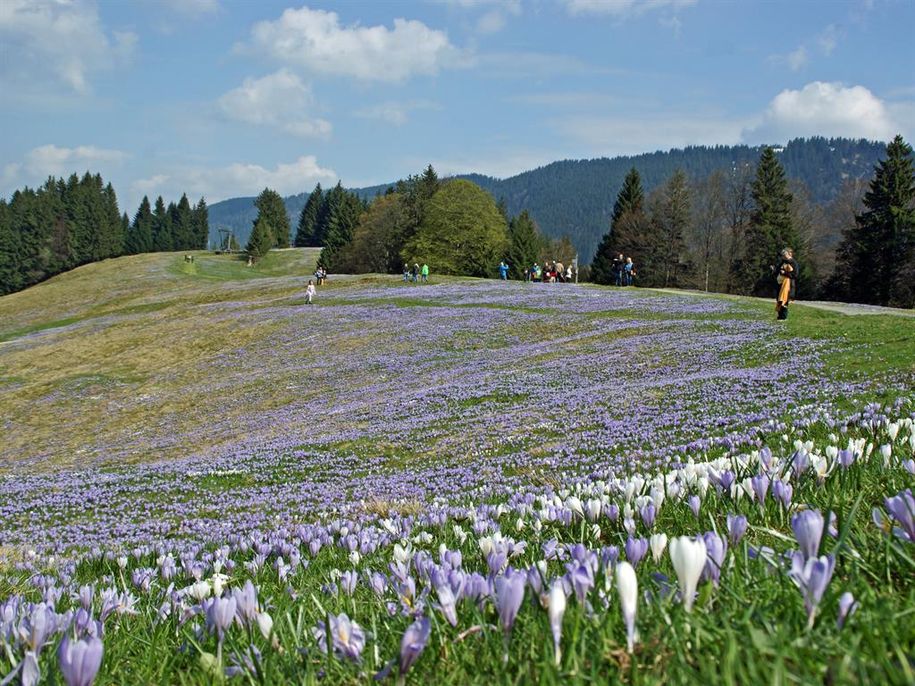 Krokusblüte am Hündle