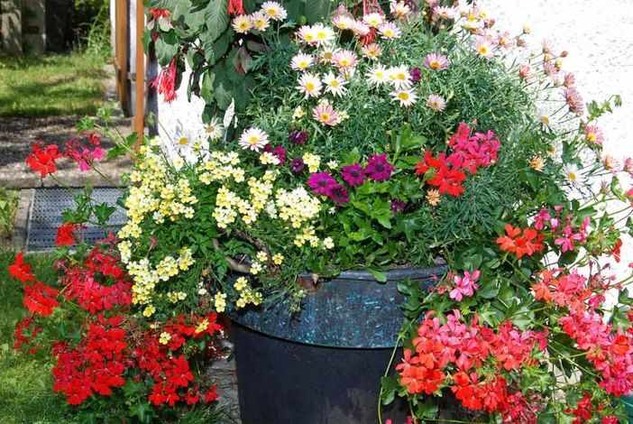 Tolle Blumen