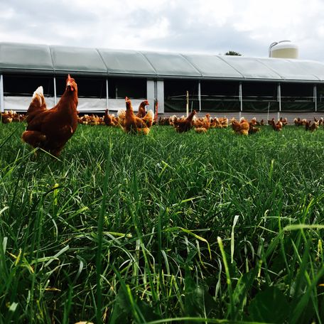 Hühnermobil Hagspihl