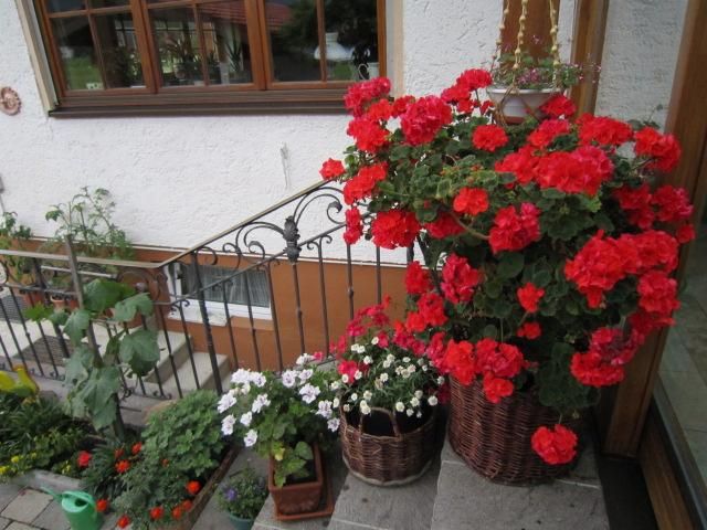 Blumen