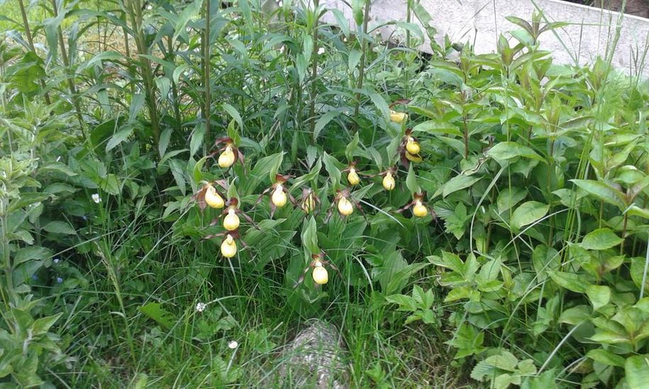 Orchideen