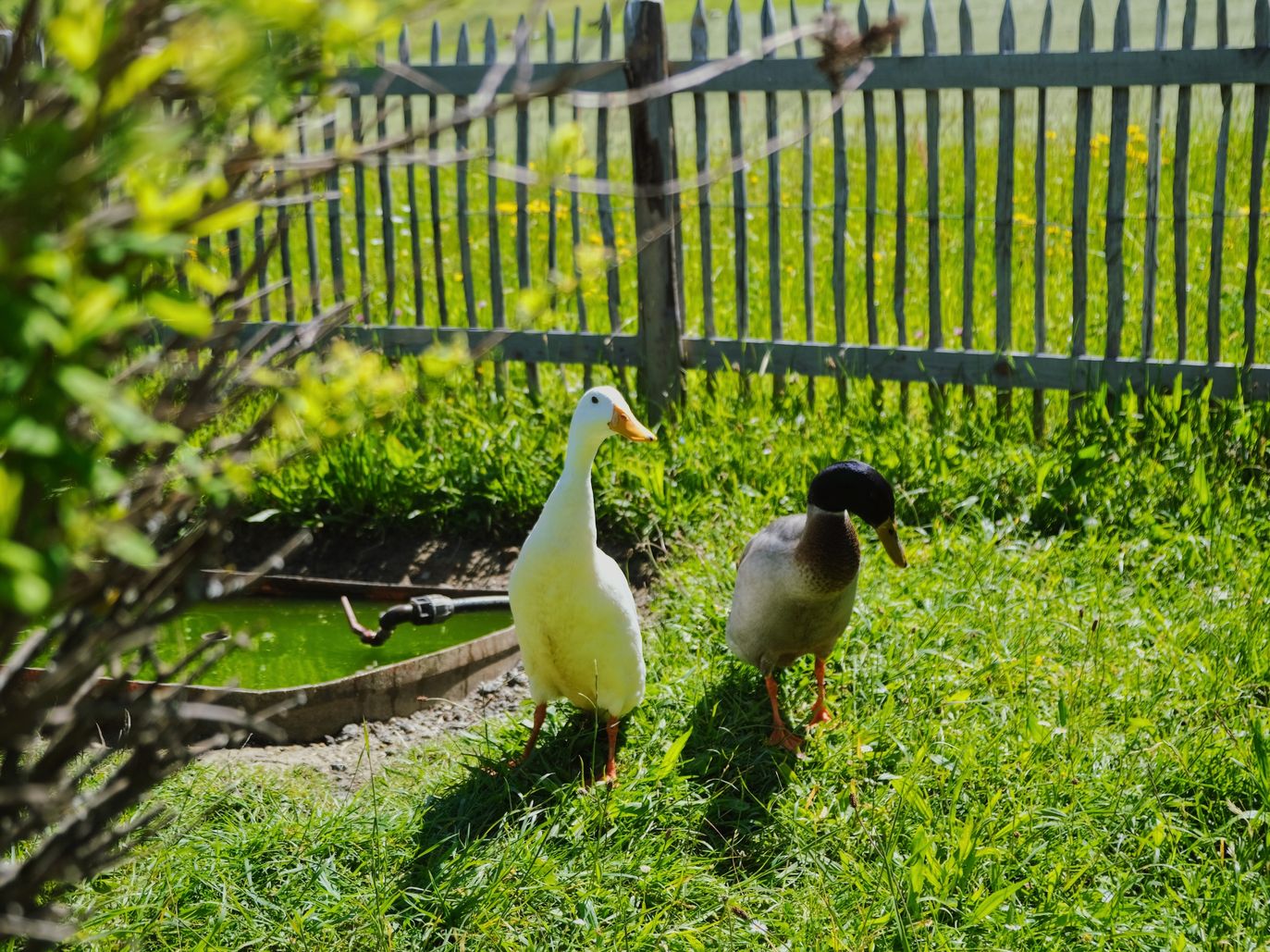 Enten