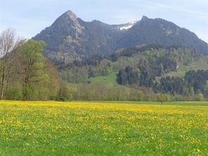 Löwenzahnblüte am Haus