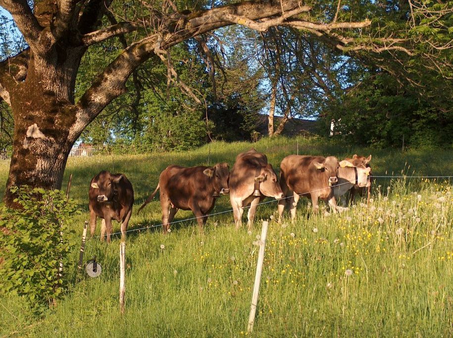 Weideglück