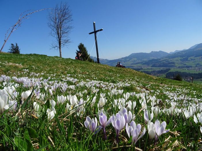 Sonderdorfer Kreuz - Krokusblüte