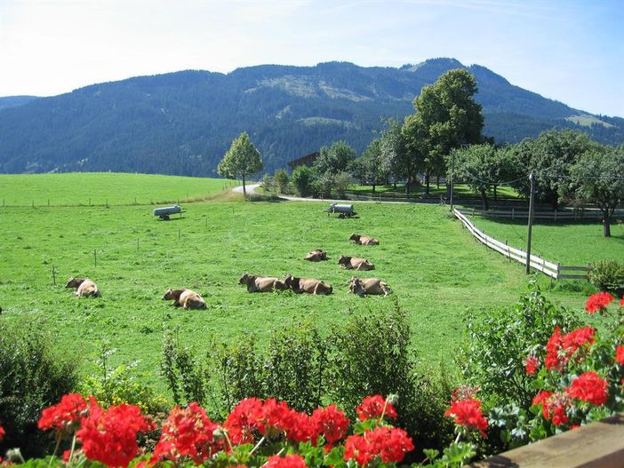 Blick zur Alpspitze