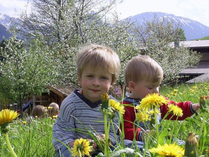 Löwenzahnblüte im Allgäu