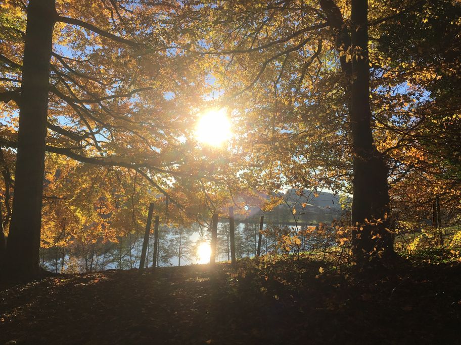 Wald-Spaziergang am Schleinsee