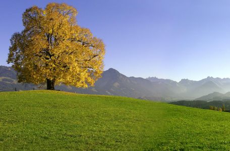 Alte Friedensliende im Herbstlaub auf der Wittelsbacher Höhe bei Ofterschwang.