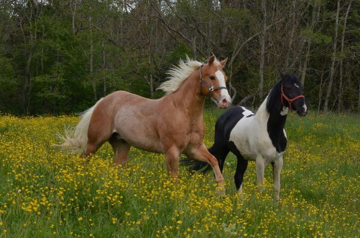 glückliche Pferde